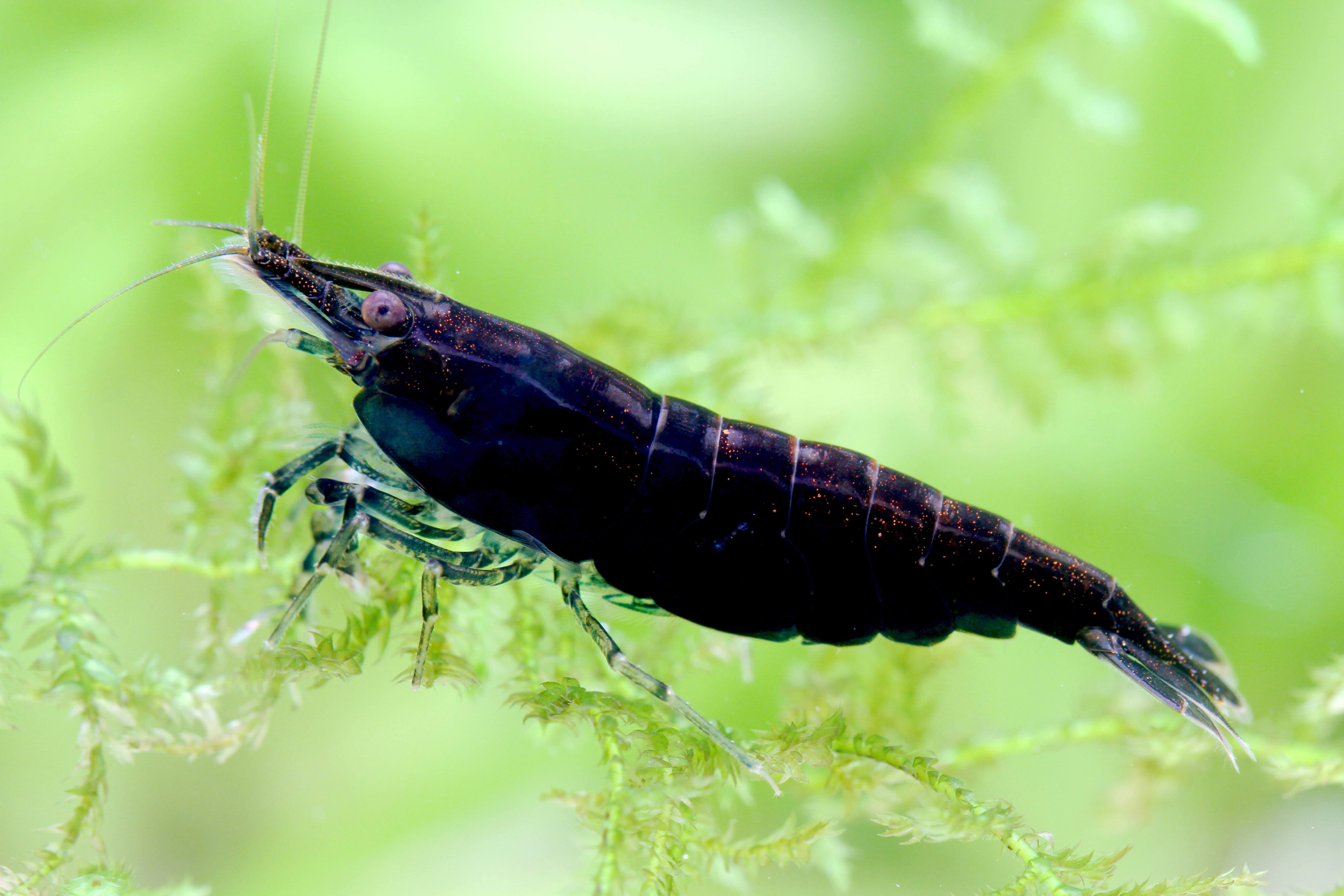 Black Sakura Shrimp